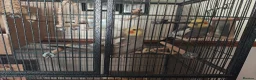 Cockatiels birds for sale: 2 cockatiels for sale with cage. in Stanley - Advert 5