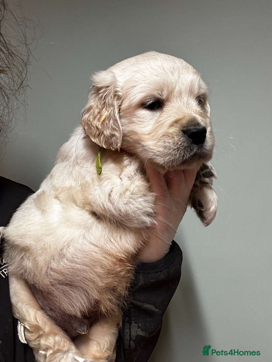 Golden Retriever dogs for sale: ⭐️ health tested kc reg puppies ⭐️ - Advert 2