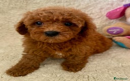 Maltipoo dogs for sale: OUTSTANDING LITTER OF MALTIPOO PUPPIES - Image 1