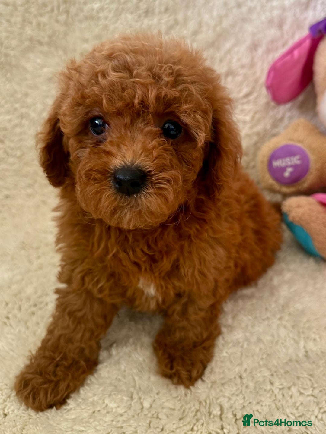 Maltipoo dogs for sale: OUTSTANDING LITTER OF MALTIPOO PUPPIES - Image 1