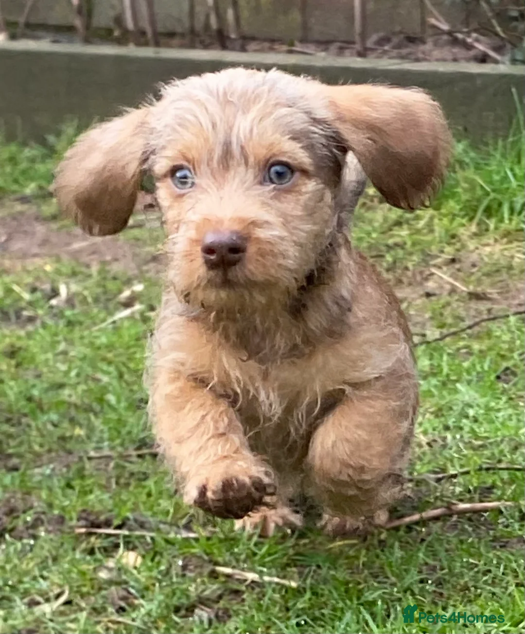 Dachshund dogs for sale: Schweenie puppies  - Advert 4