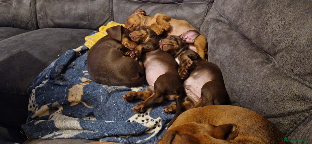 Miniature Dachshund dogs for sale: Chocolate & Red Mini Daxies - Image 25