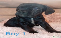 Mixed Breed dogs for sale: FROCKERS. (French bulldog cross cocker spaniel) - Image 7