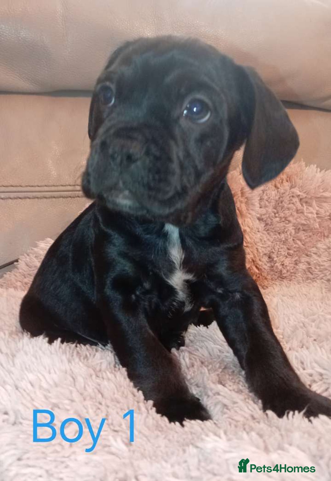 Mixed Breed dogs for sale: FROCKERS. (French bulldog cross cocker spaniel) - Image 7