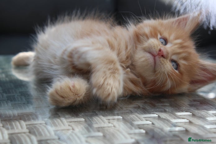 Maine Coon cats - Advert 7