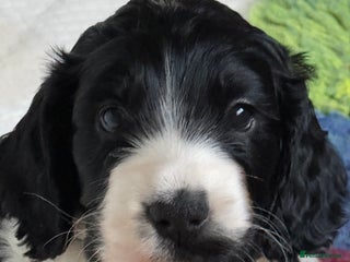 Cocker Spaniel dogs Super KC Reg English show Cocker pups - Advert 12