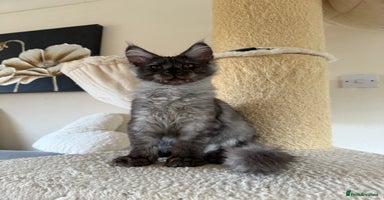 Maine Coon cats - Advert 11