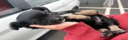 Pomchi dogs for sale: Pompchi puppy  - Advert 3