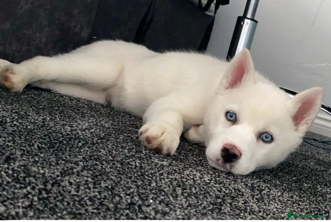 Siberian Husky dogs for stud: Siberian husky in Gateshead - Advert 4
