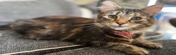 British Shorthair cats for sale: Beautiful kittens   - Advert 6
