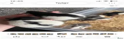 Rat rodents for sale: Rat babies in Swansea - Advert 6
