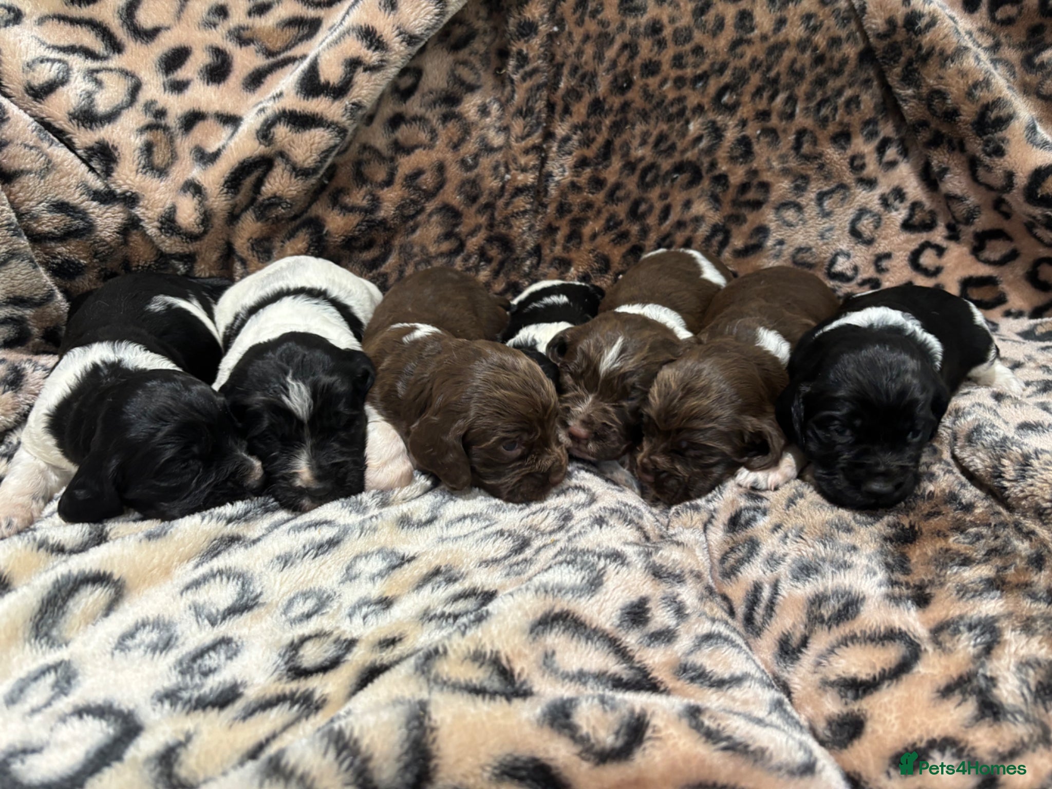 English Springer Spaniel dogs Springer Spaniel Puppies  - Advert 1
