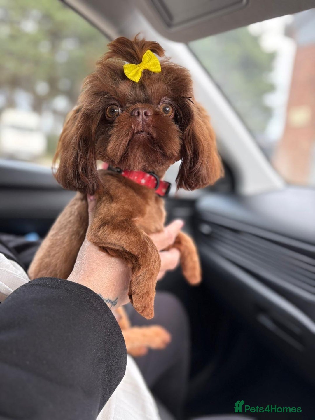 Shih Tzu dogs for sale: Imperial Shih-Tzu Puppies - Advert 13