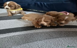 Cocker Spaniel dogs for sale: Working cocker Spainel puppys  - Image 5