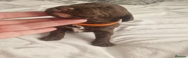 Cockapoo Puppy 2