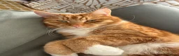 Mixed Breed cats for sale: 🐾 Loving Home Needed for Ted 🐾 in Penarth - Advert 3