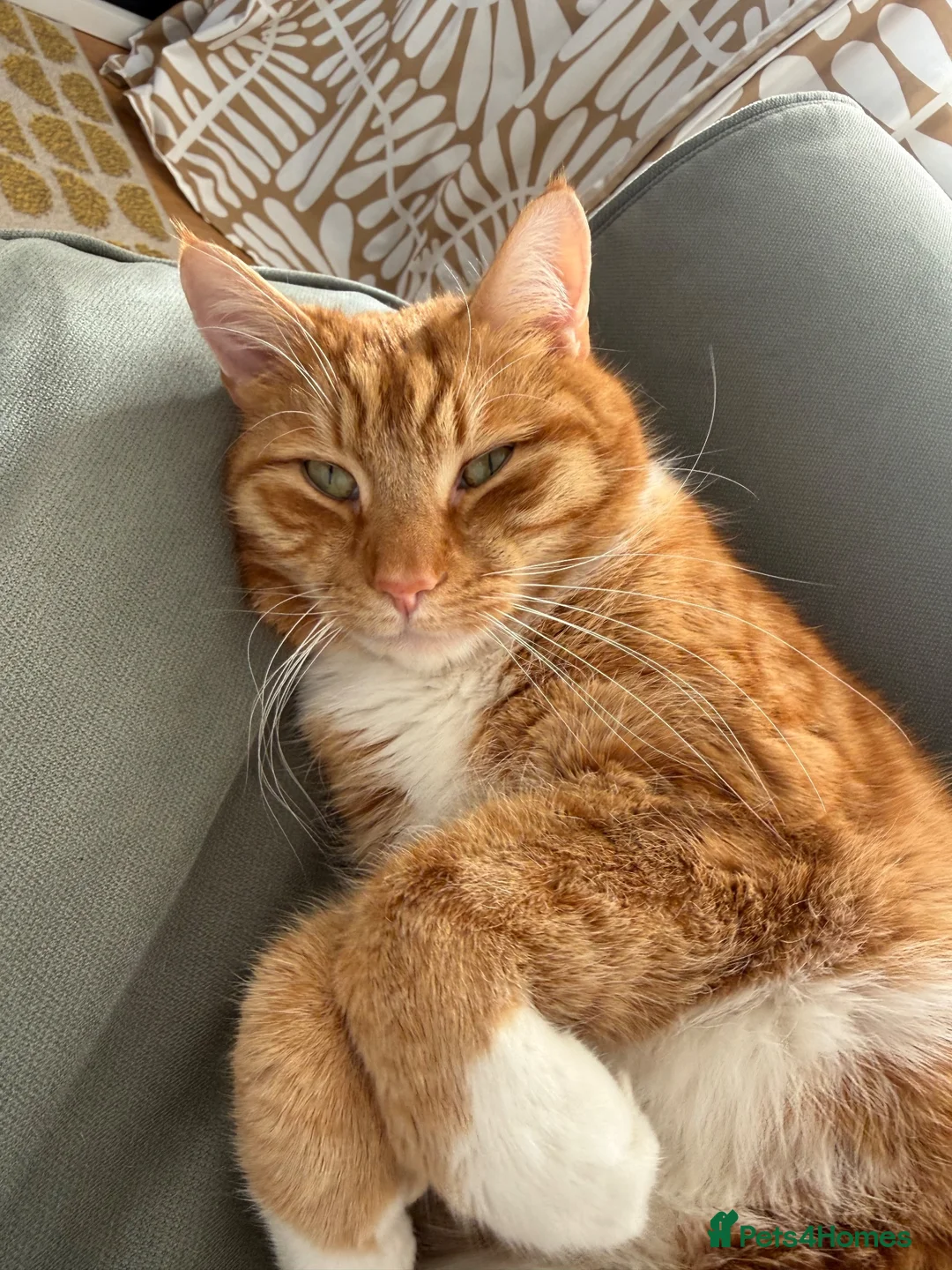 Mixed Breed cats for sale: 🐾 Loving Home Needed for Ted 🐾 in Penarth - Advert 3