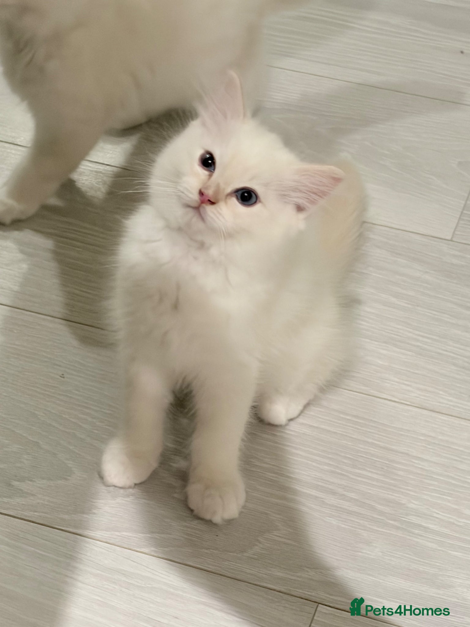 Ragdoll cats TICA Registered Red colour Ragdoll Kittens - Advert 1