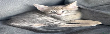 Maine Coon 3