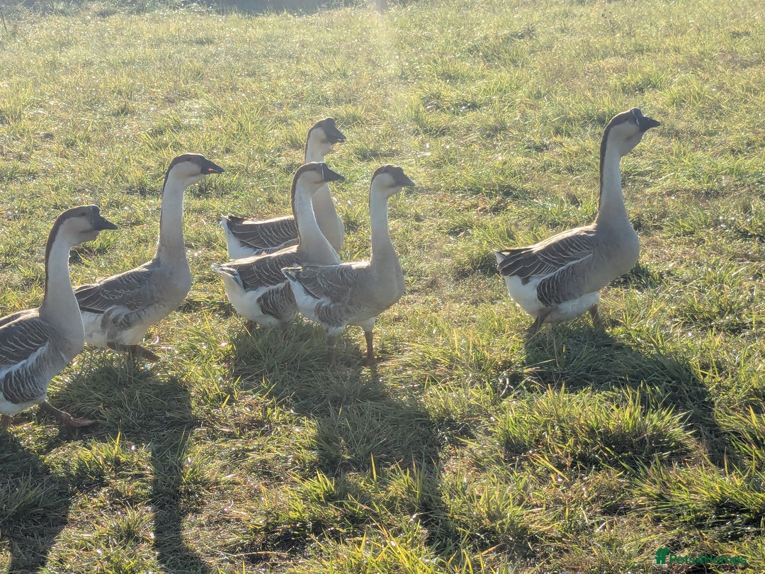 Geese poultry for sale: African geese trio  - Advert 4