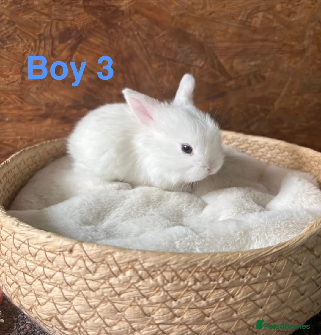 Mini Lop rabbits for sale: Mini lops available to reserve - Advert 6