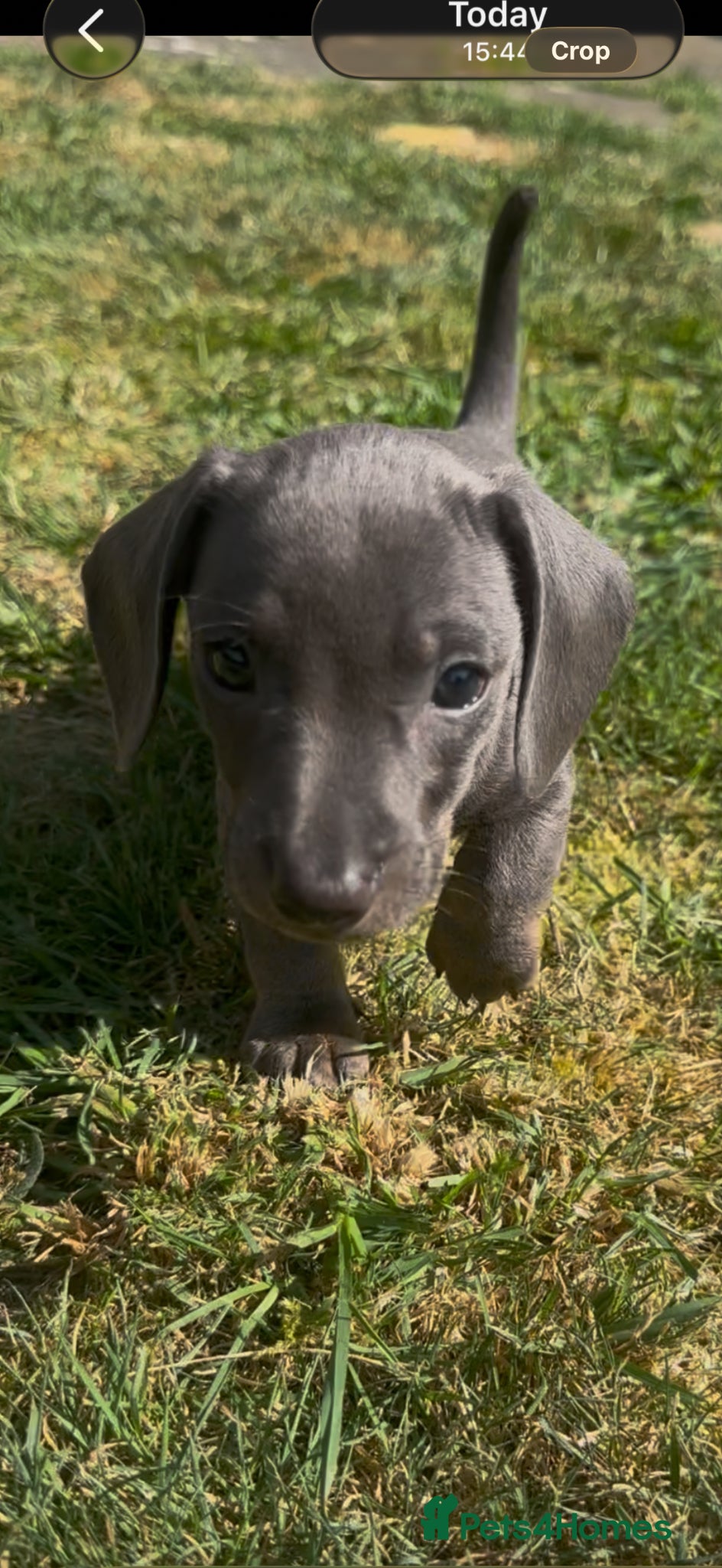 Miniature Dachshund dogs Miniature Dachshund  - Advert 5