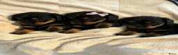 Mixed Breed dogs for sale: Miniature cockerpoo x labrador pups in Winscombe - Advert 4