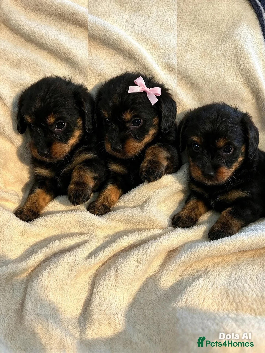 Mixed Breed dogs for sale: Miniature cockerpoo x labrador pups in Winscombe - Advert 4
