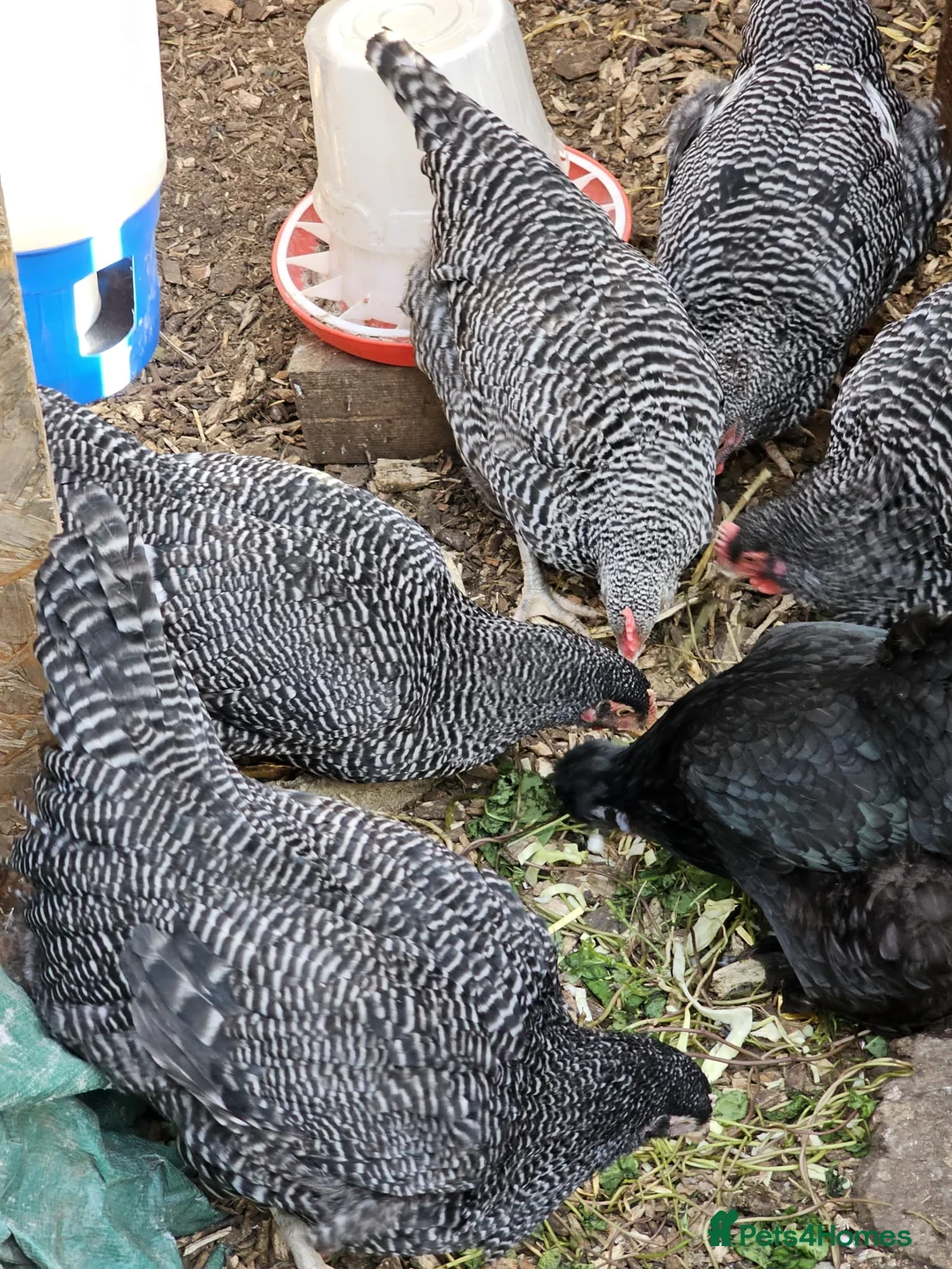 Chickens poultry for sale: Plymouth Rock hens  - Advert 5