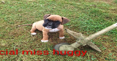 Boxer dogs - Advert 15