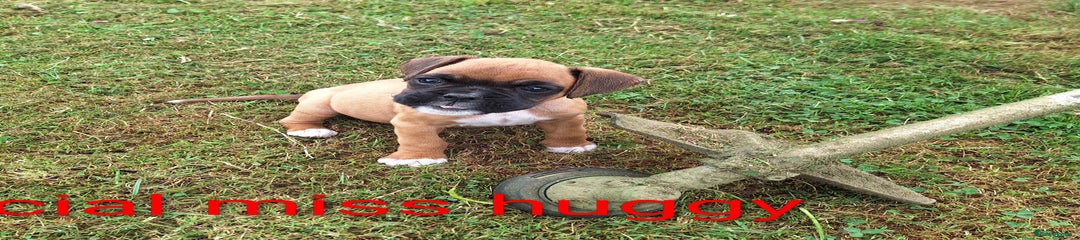 Boxer Puppy 8