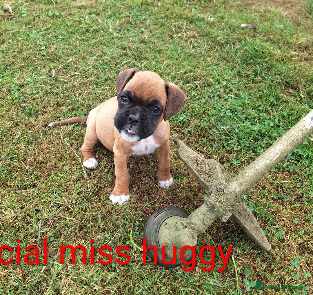 Boxer dogs for sale: Boxer puppies kennel club reg 5 star licence  - Image 3