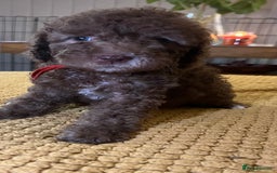 Cockapoo dogs for sale: Cockapoo puppies  - Image 19