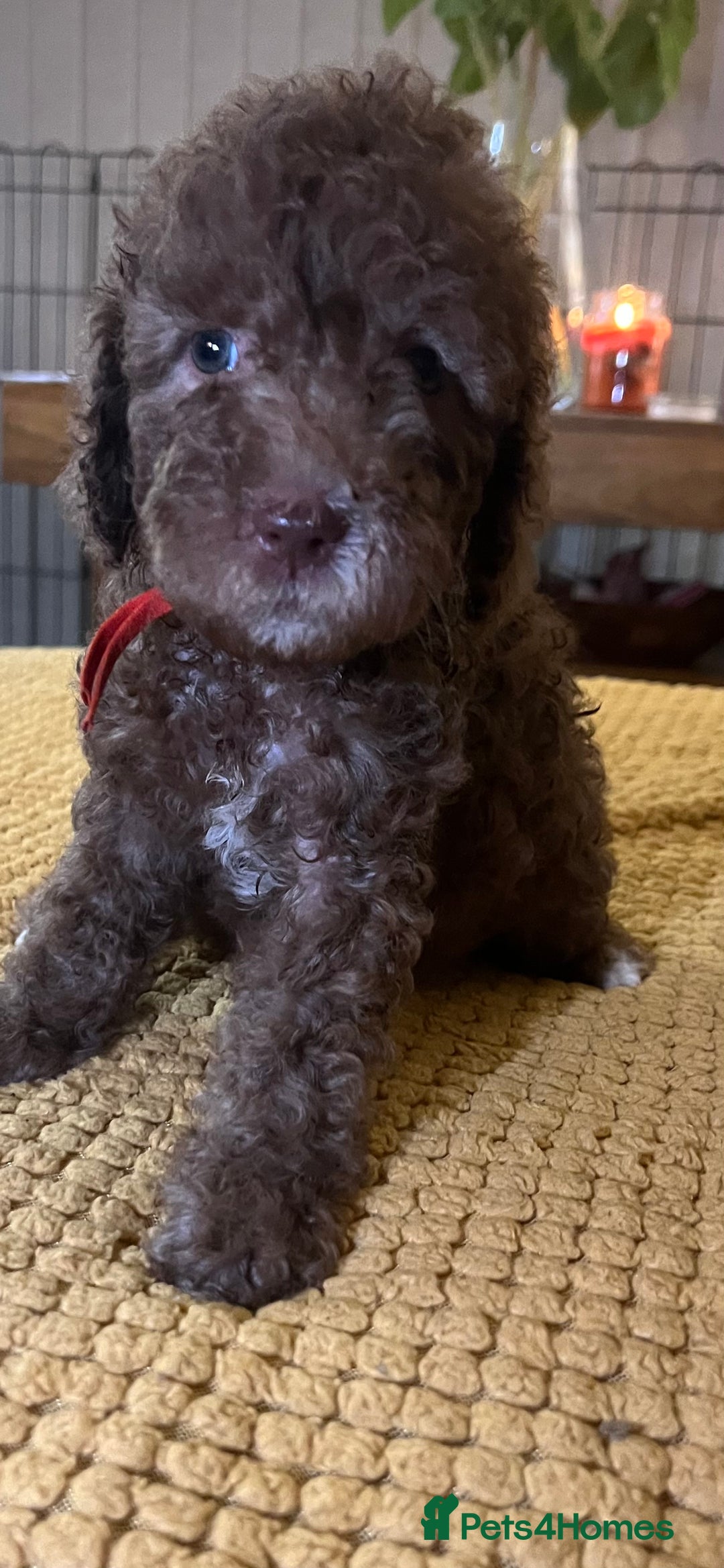 Cockapoo dogs for sale: Cockapoo puppies  - Image 19