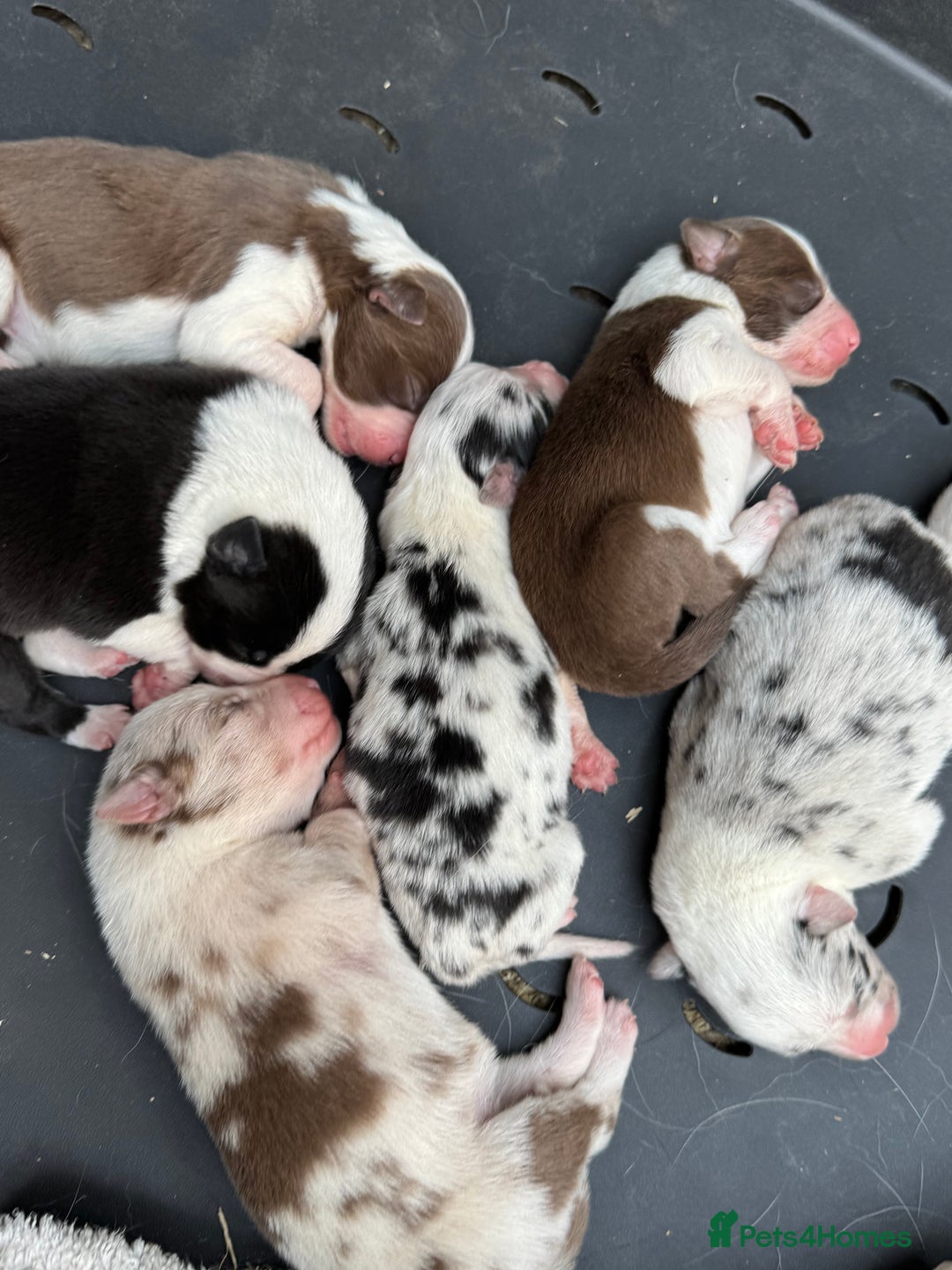 Border Collie dogs for sale: Pure Bred Border Collie Puppies 4 Sale -KC Pending - Image 13