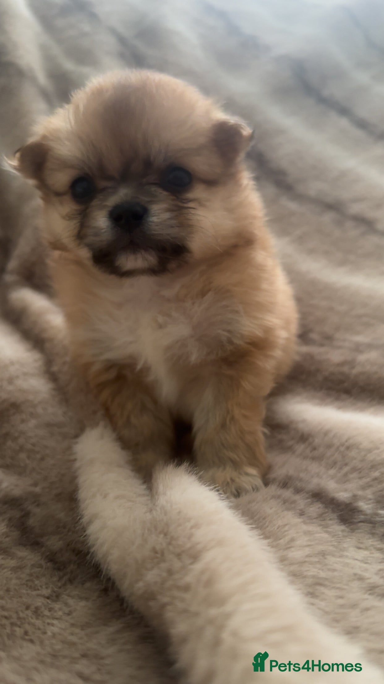 Pomchi dogs for sale: Pomchies  - Advert 6