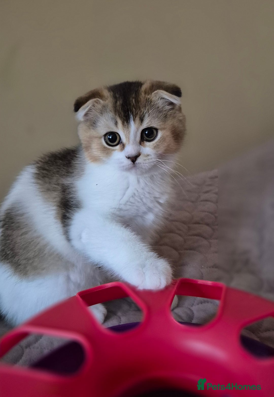Scottish Fold cats for sale: TICA registered Scottish Fold ready to collect  - Image 2