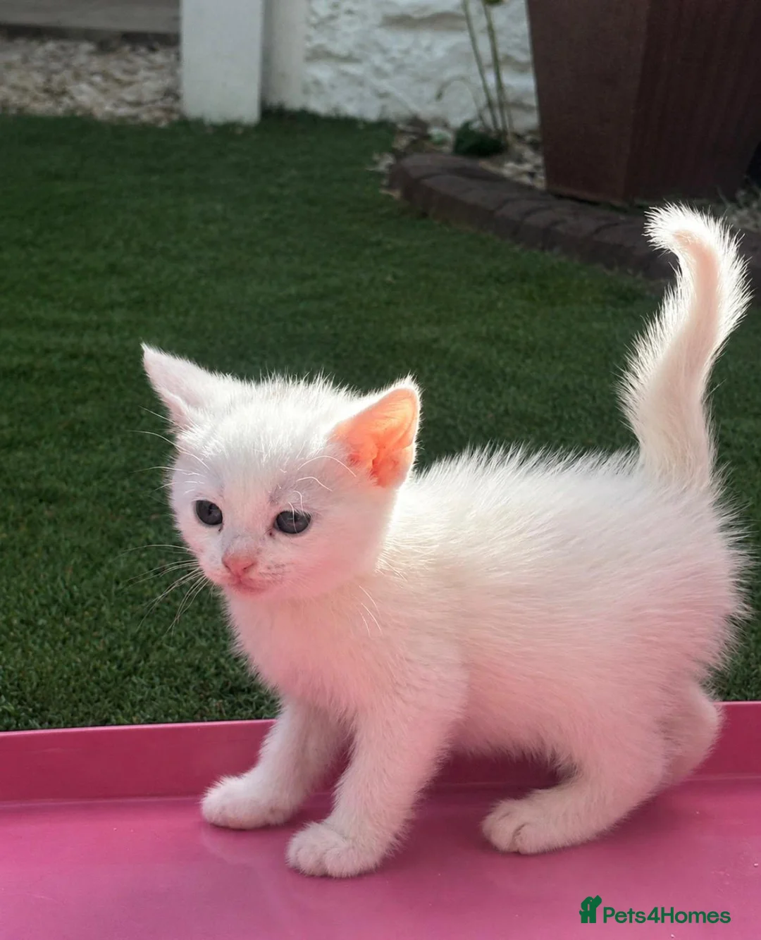 Mixed Breed cats for sale: 4 beautiful white mixed breed 7 week old kittens  in Dudley - Advert 5
