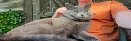 British Shorthair cats for sale: ZEUS British shorthair x Russian blue  - Advert 9
