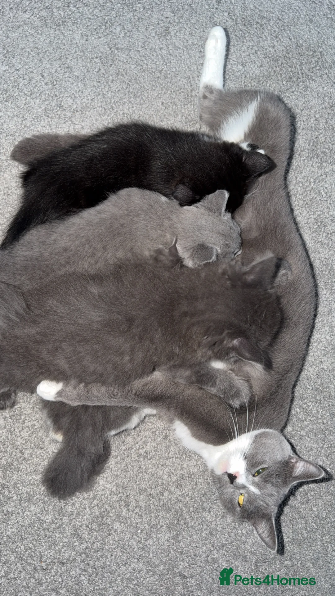 Mixed Breed cats for sale: Persian blue Russian & Tabby - Advert 9