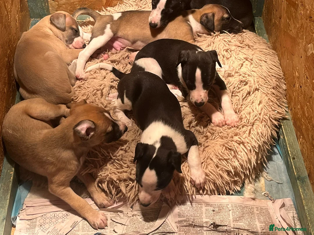 Whippet dogs for sale: Gorgeous whippet puppies  - Advert 5