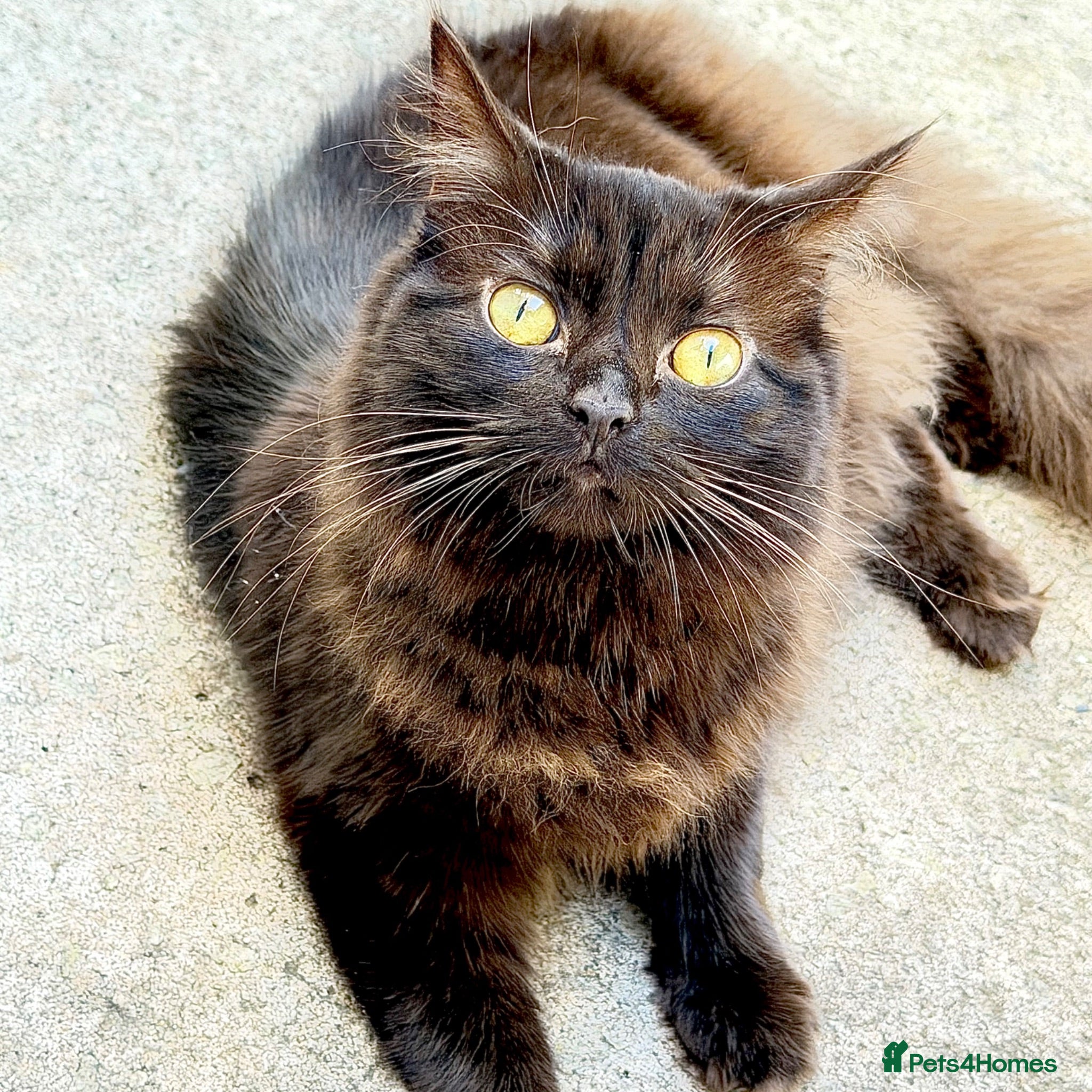 Persian cats 2 year old Persian cat for sale  - Advert 1