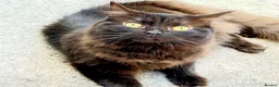 Persian cats for sale: 2 year old Persian cat for sale  in Manchester - Advert 1