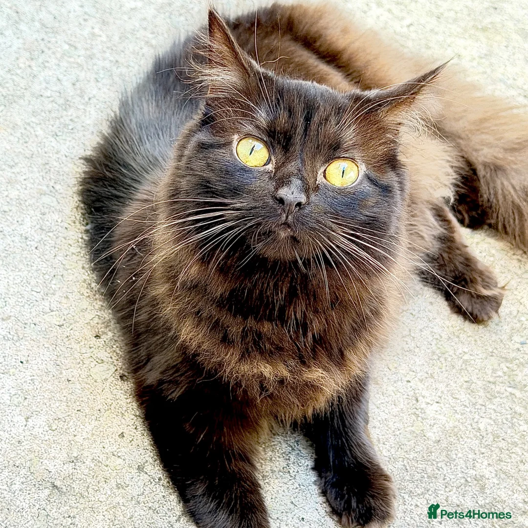 Persian cats for sale: 2 year old Persian cat for sale  in Manchester - Advert 1