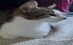 Domestic Shorthair cats for adoption: Adopt from Cats in Crisis  - Image 2