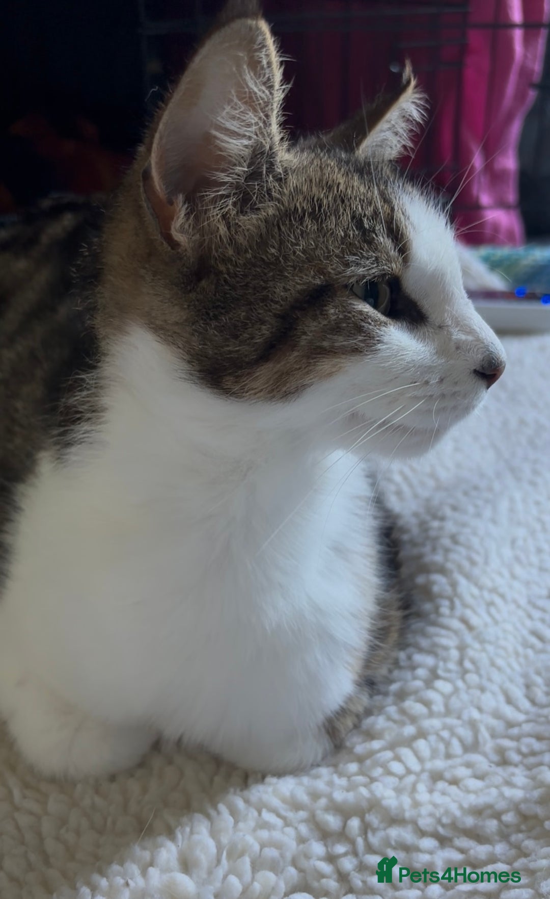 Domestic Shorthair cats for adoption: Adopt from Cats in Crisis  - Image 2