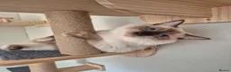 Ragdoll cats for sale: Looking for a loving home for Ragdoll - Advert 6