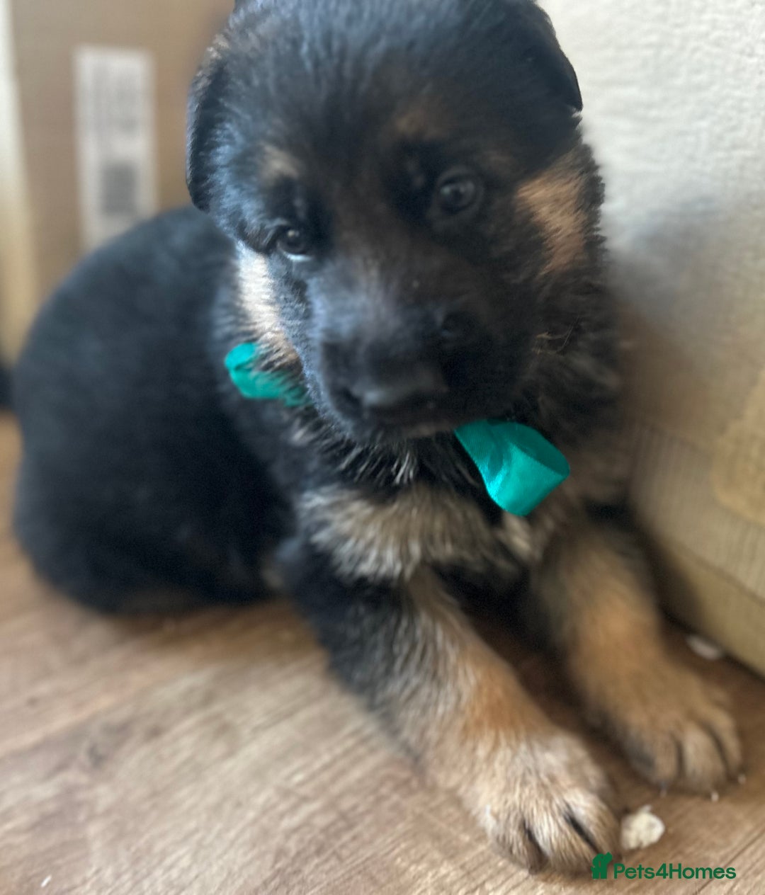 German Shepherd dogs for sale: Kc Registered German Shepherd Puppies - Advert 16