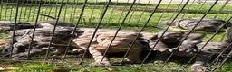 Weimaraner dogs for sale: Kc Weineramer pups  in Ashford - Advert 12