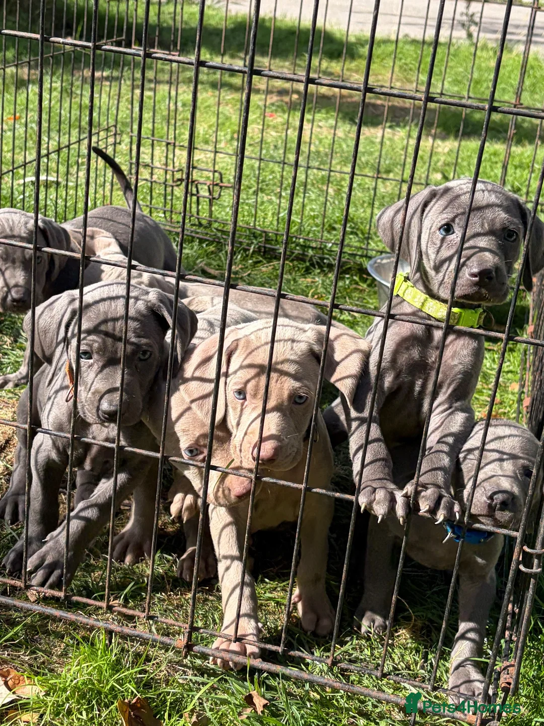 Weimaraner dogs for sale: Kc Weineramer pups  in Ashford - Advert 12